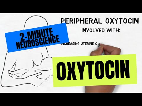 Video: Oxytocin Hormone: Functions In The Body, Ways To Increase