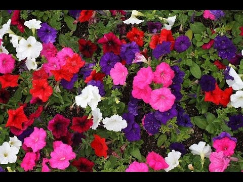 Download How To Plant Petunias Youtube HD Get Wallpaper How To Plant Petunias Youtube Desktop Wallpaper Free