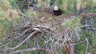 more eagles nest