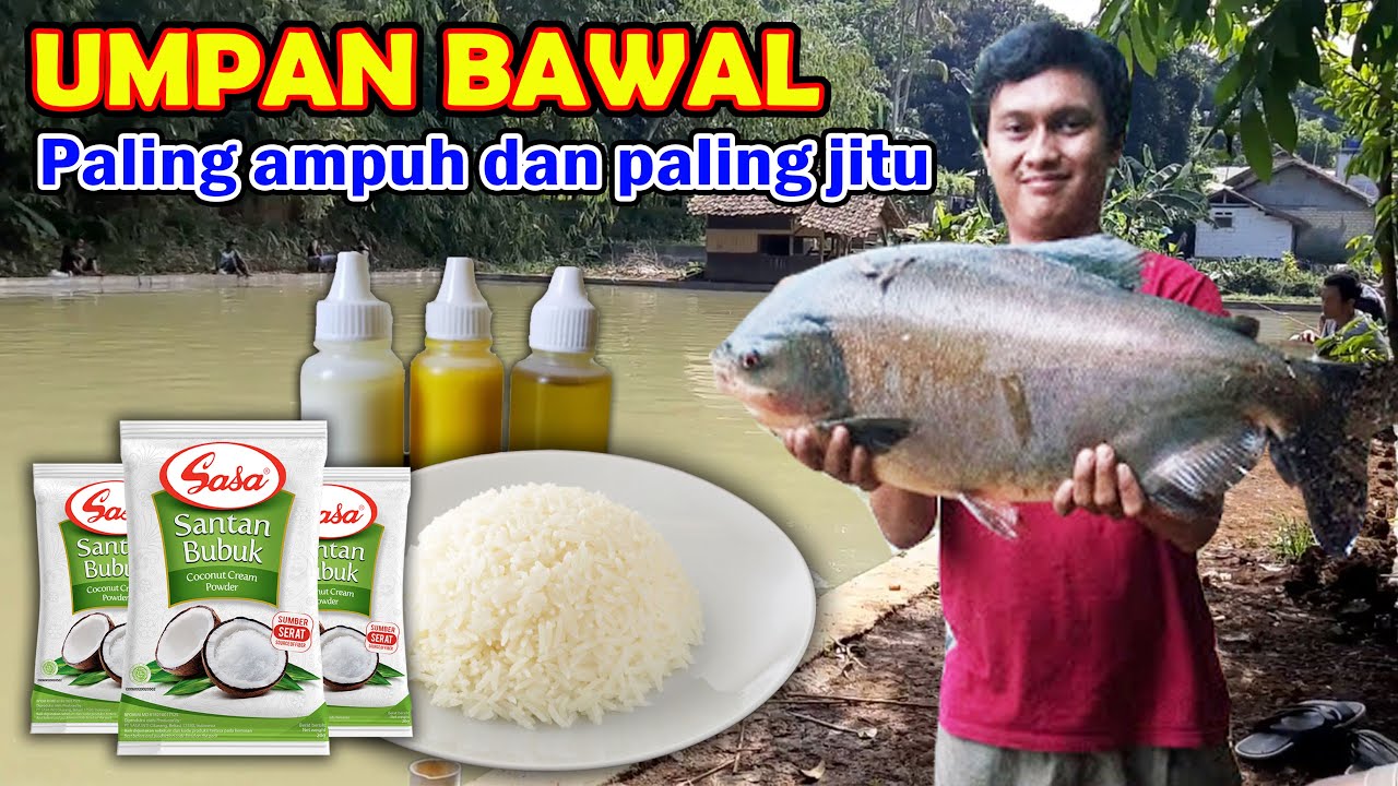 Cara membuat umpan ikan bawal Umpan bawal nasi bejek
