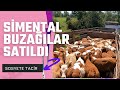SİMENTAL BUZAĞILAR SATILDI / KALİTE KAPIDA DURMUYOR
