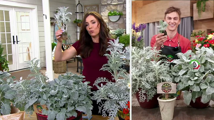 Roberta's 6-Piece Dusty Miller Annual Live Plants ...