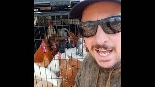 Rooster Auditions: How we picked a new rooster for our growing chicken flock