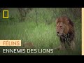 Ces deux herbivores parviennent à faire fuir les lions