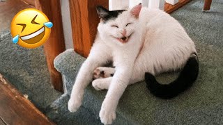 Funniest Animals Videos 2024🤣 - Funniest Cats😹 and Crazy Dogs🐶 Videos!