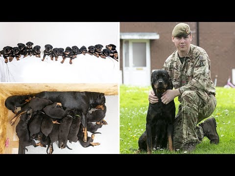 Soldier's Pet Rottweiler Gives Birth To SIXTEEN Puppies in UK