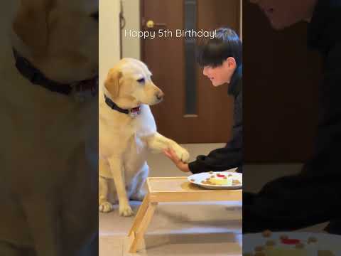 5歳の誕生日でケーキをもらうラブラドールレトリーバーのチャピー #shorts #ラブラドールレトリバー #labradorretriever #誕生日 #dog