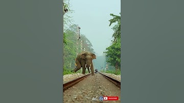 Giant wild tusker elephant crossing railway tracks at buxa tiger reserve forest | Shorts#375