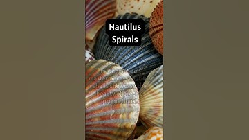 Ever marveled at the perfect spiral of a nautilus shell ?