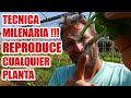 COMO REPRODUCIR CUALQUIER PLANTA // ESQUEJES 🌱🌱🌱