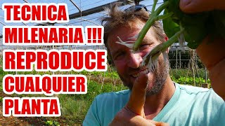 COMO REPRODUCIR CUALQUIER PLANTA // ESQUEJES 🌱🌱🌱