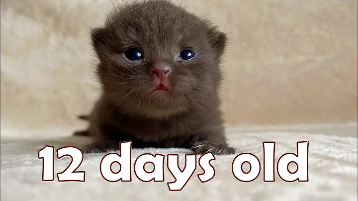 Video 11883041: british shorthair cattery, longhair kitten, tiny kitten, kitten chocolate