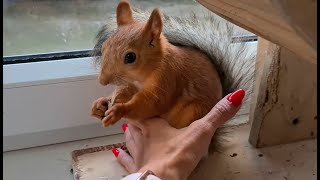 Можно ли взять в руки белку!? 🤔 How to pick up a squirrel