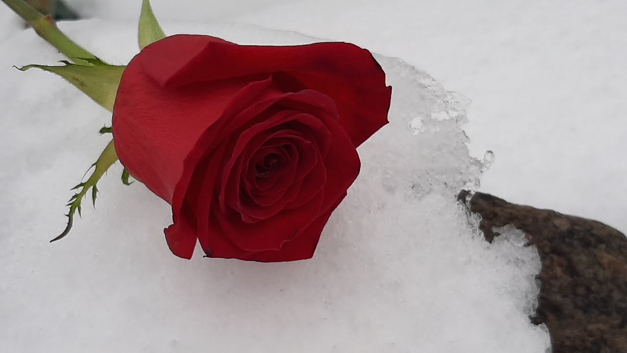 встретил гала