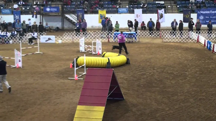 2011 AKC National Agility Championship - Kristine ...