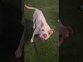 Herman knows sit, catches treats! Acctphilly.org