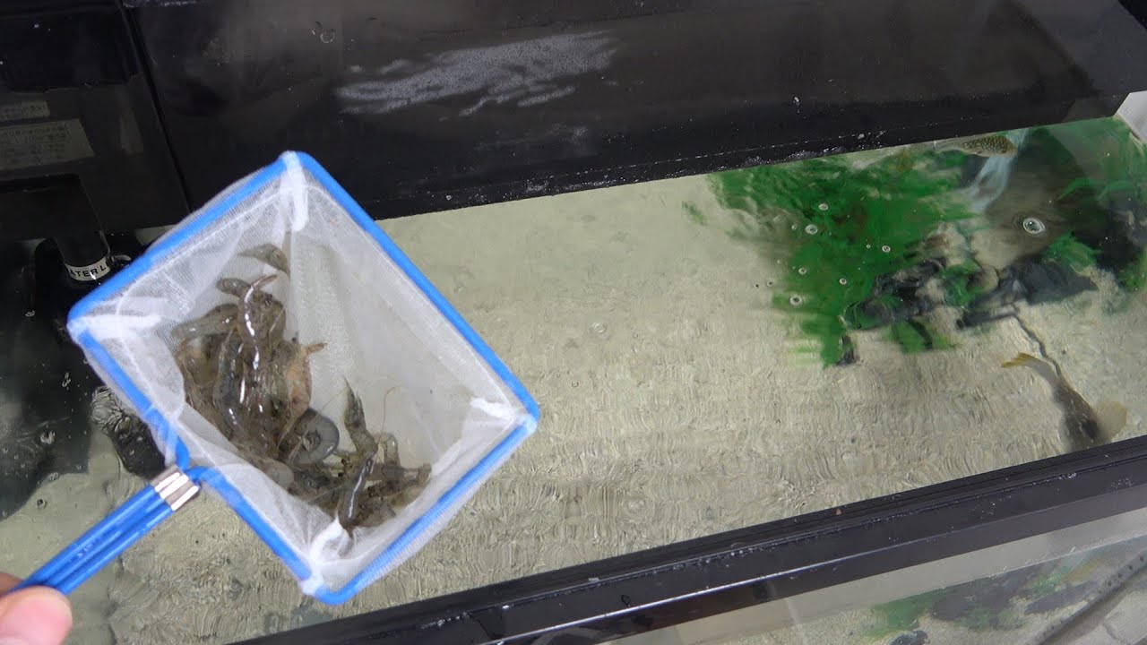 Panic occurs when a large number of shrimp are added to a