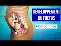 La grossesse  le dveloppement du foetus mois par mois