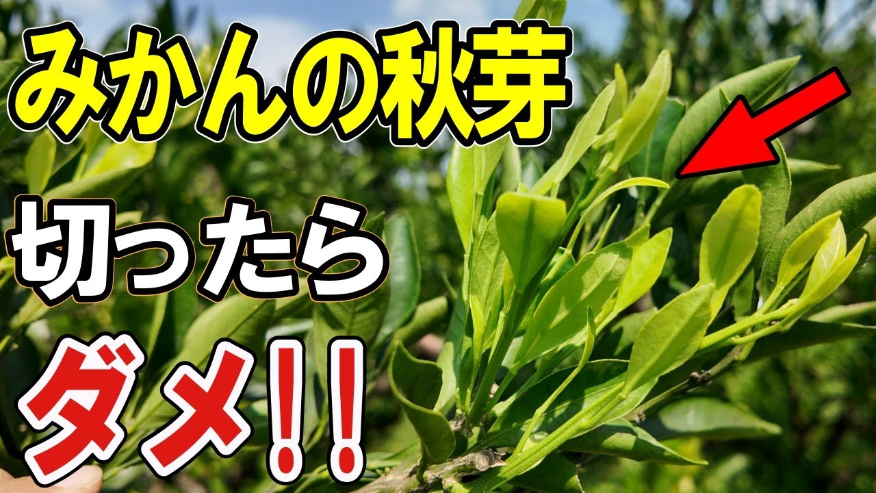 【みかん 秋芽 取らない】今出てきた秋芽は残す！これやればみかんは毎年なります！【道法スタイル実践中】