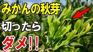 【みかん 秋芽 取らない】今出てきた秋芽は残す！これやればみかんは毎年なります！【道法スタイル実践中】