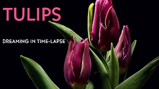 Tulips - Time-lapse with Music