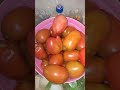 Tomato 🍅 #villagelife