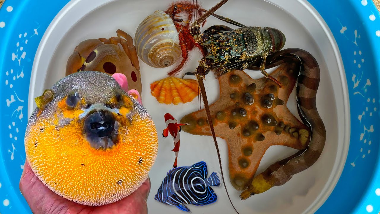 Tangkap ikan buntal dan kerang, kelomang, ikan nemo, ikan hias, ikan laut, belut, kepiting, lobster