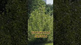 8.6.2026 БРИЛИАНТЫ ЛИСТВЫ,  Лето, ИЮНЬ,  природа #прага
