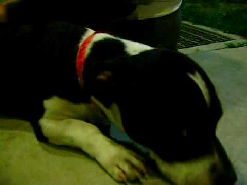 WANT TO ADOPT THE CUTEST DOG EVER?? Giancarlo - sp...