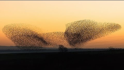14 fascinating facts about swarms of animals and insects | Amazing Earth