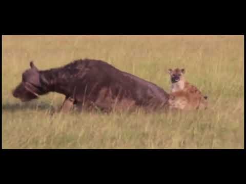 Hiena arranca los huevos a un bufalo y se los come