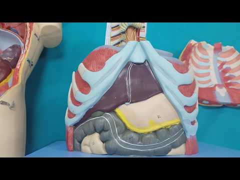 Musculus Diaphragmaticus|Diaphragma Anatomisi (Geçitleri, Trigonumları ve Kliniği ile)