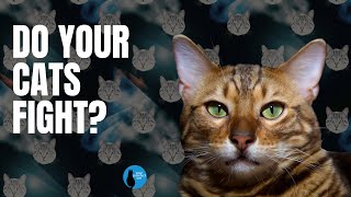 Do your cats fight? #cat #goodcat by Your Purrfect Cat 29 views 8 months ago 7 minutes, 16 seconds