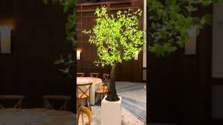 Magical Enchanted Green Trees For Events