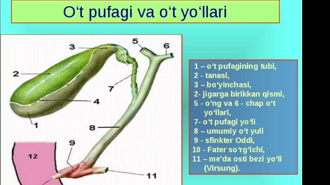 Где желчный пузырь у человека с какой. Желчный пузырь строение строение. Желчный пузырь и протоки анатомия. Желчь строение анатомия. Анатомические структуры желчного пузыря.