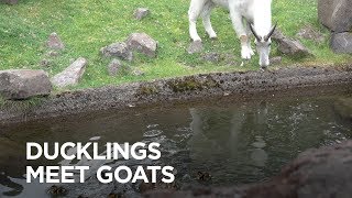 Ducklings Move Into Mountain Goat Habitat