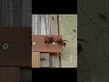 Giant Hornet Duo Strikes Japanese Honeybee Hive Giant Hornet Duo Strikes Japanese Honeybee Hive