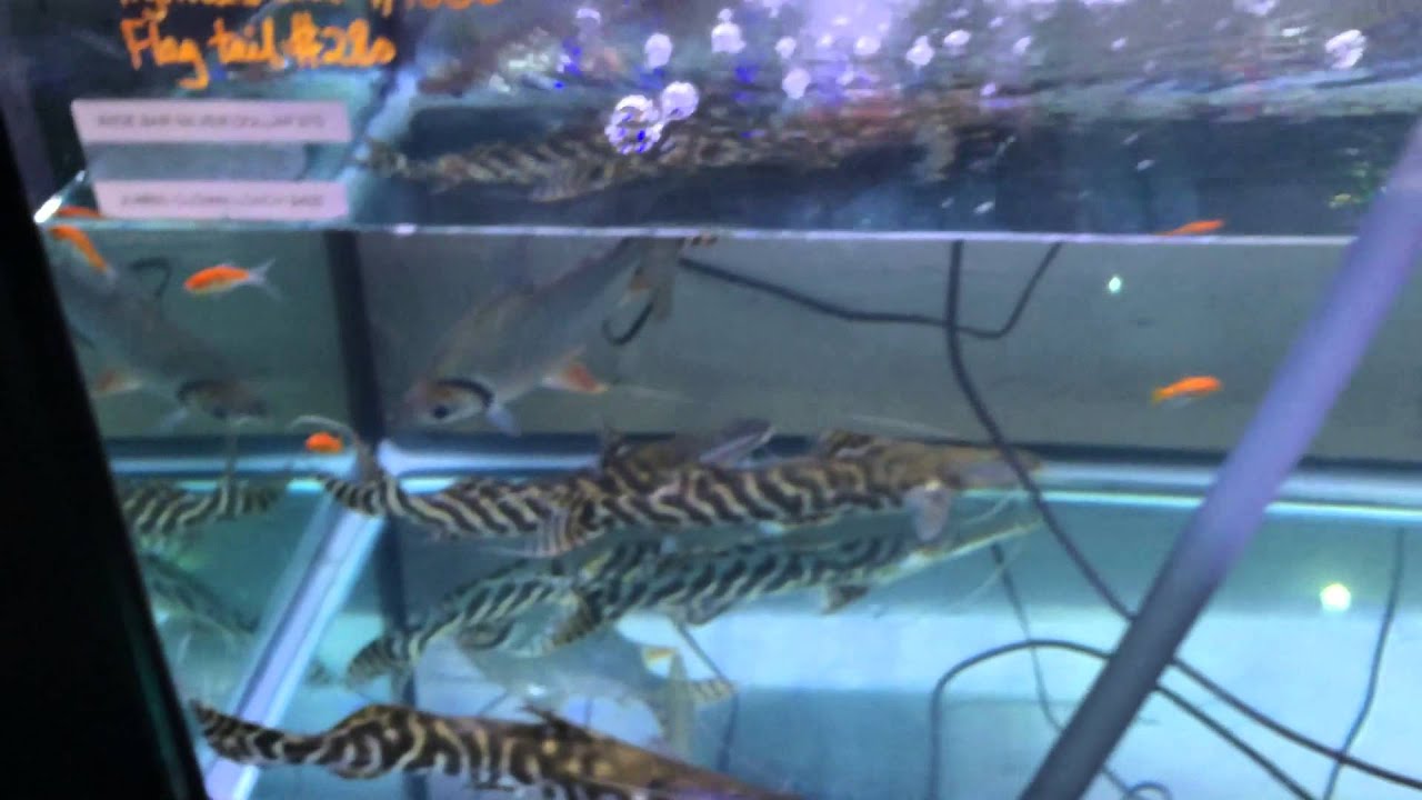 Monster Aquarium - YouTube