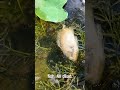 Sewage, dead fish in a Mount Dora waterway. What the city is saying