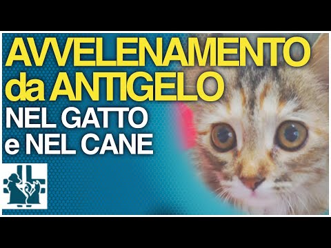 Video: Avvelenamento antigelo