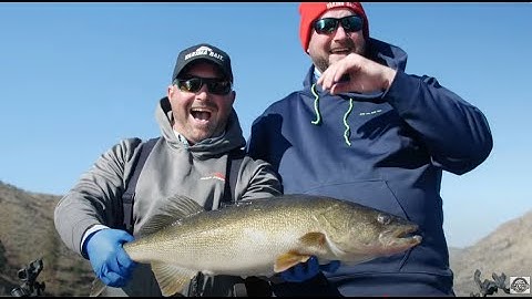 Rufus Woods Triploid Trout and Walleye Fishing! | Rigging and Techniques for Success!