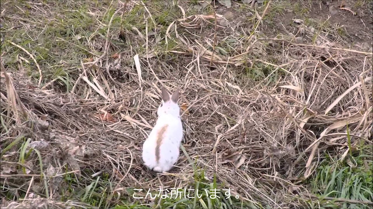 野良ウサギ Youtube