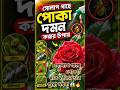 🌹গোলাপ গাছে পোকা?🪲এই সহজ টিপসেই হবে দ্রুত দমন 🌿✨Like👍 Share 📲 Subscribe❤️#RoseCare #PlantTips#Shorts