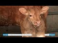 La tuberculose bovine svit toujours en dordogne