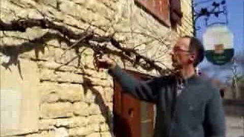 Comment tailler la vigne de table ?