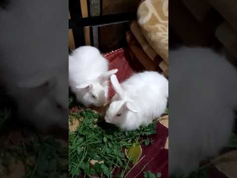 Video: Jersey Wooly Rabbit