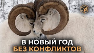 Как Быстро Выходить Из Любого Конфликта В 2022