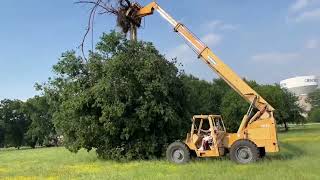 Skytrak telehandler removing tree after 92 MPH winds in Dallas. Moving it to a pile. June 4, 2024