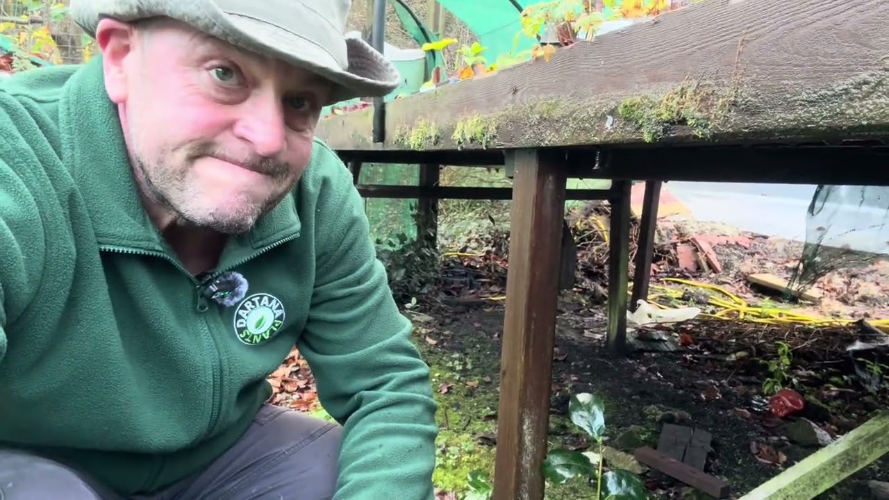 Grow & Garden 365: Камелии – как они растут, идеи для живой изгороди и советы по самосеву