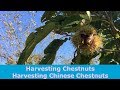 Harvesting Chestnuts Harvesting Chinese Chestnuts